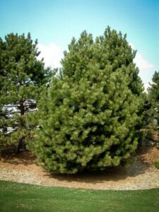 Сосна Чёрная (Pinus Nigra) купить по цене от 270.00р. в интернет-магазине «Посадика» с доставкой почтой в в Мамадыше и по всей России – [изображение №1].