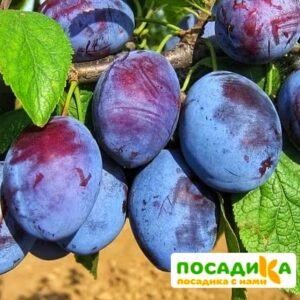 Слива Чачакская ранняя купить по цене от 229.00р. в интернет-магазине «Посадика» с доставкой почтой в в Мамадыше и по всей России – [изображение №1].