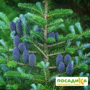 Пихта корейская (Abies koreana) купить по цене от 450.00р. в интернет-магазине «Посадика» с доставкой почтой в в Мамадыше и по всей России – [изображение №1].