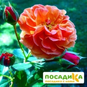 Роза Арабия купить по цене от 350.00р. в интернет-магазине «Посадика» с доставкой почтой в в Мамадыше и по всей России – [изображение №1].