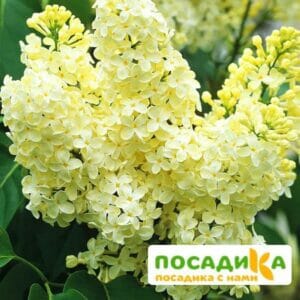 Сирень Примроуз (Primrose) купить по цене от 529.00р. в интернет-магазине «Посадика» с доставкой почтой в в Мамадыше и по всей России – [изображение №1].