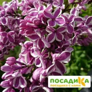 Сирень Сенсация купить по цене от 529.00р. в интернет-магазине «Посадика» с доставкой почтой в в Мамадыше и по всей России – [изображение №1].