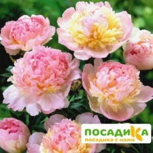 Пион Распберри Сандей (Paeonia Raspberry Sundae) купить по цене от 959р. в интернет-магазине «Посадика» с доставкой почтой в в Мамадыше и по всей России – [изображение №1].