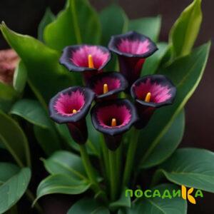 Калла Аура Лейс купить по цене от 400р. в интернет-магазине «Посадика» с доставкой почтой в в Мамадыше и по всей России – [изображение №1].