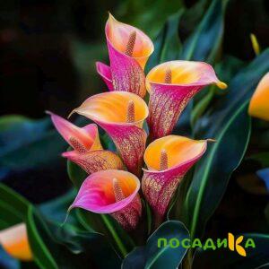 Калла Оникс купить по цене от 450р. в интернет-магазине «Посадика» с доставкой почтой в в Мамадыше и по всей России – [изображение №1].