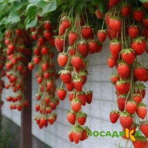 Клубника вьющаяся Комплимент купить по цене от 470р. в интернет-магазине «Посадика» с доставкой почтой в в Мамадыше и по всей России – [изображение №1].
