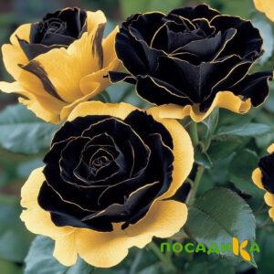 Роза Ханни Сикл купить по цене от 700р. в интернет-магазине «Посадика» с доставкой почтой в в Мамадыше и по всей России – [изображение №1].