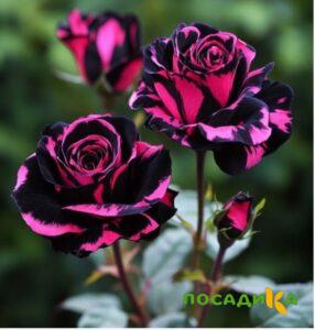 Роза Багровый Шепот купить по цене от 366р. в интернет-магазине «Посадика» с доставкой почтой в в Мамадыше и по всей России – [изображение №1].