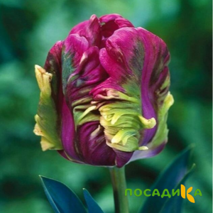 Тюльпан Экзотик Хэвен купить по цене от 186р. в интернет-магазине «Посадика» с доставкой почтой в в Мамадыше и по всей России – [изображение №1].