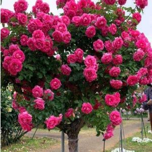 Роза Версаля купить по цене от 232р. в интернет-магазине «Посадика» с доставкой почтой в в Мамадыше и по всей России – [изображение №1].