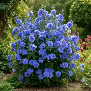 Гибискус Сансет Блоссом купить по цене от 248р. в интернет-магазине «Посадика» с доставкой почтой в в Мамадыше и по всей России – [изображение №1].