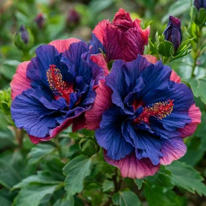 Гибискус Роуз Шайн купить по цене от 360р. в интернет-магазине «Посадика» с доставкой почтой в в Мамадыше и по всей России – [изображение №1].