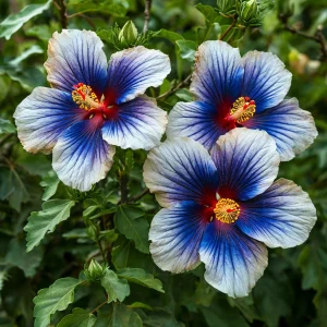 Гибискус Илюжн Вилью купить по цене от 259р. в интернет-магазине «Посадика» с доставкой почтой в в Мамадыше и по всей России – [изображение №1].