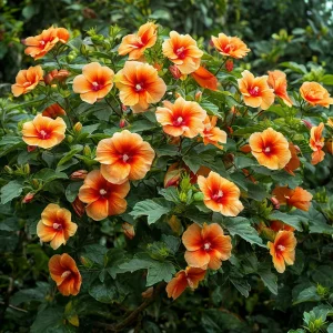 Гибискус Кристал Рэй купить по цене от 458р. в интернет-магазине «Посадика» с доставкой почтой в в Мамадыше и по всей России – [изображение №1].