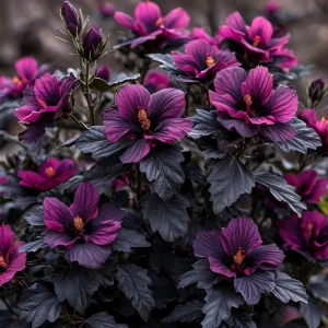 Гибискус Корал Чарм купить по цене от 271р. в интернет-магазине «Посадика» с доставкой почтой в в Мамадыше и по всей России – [изображение №1].