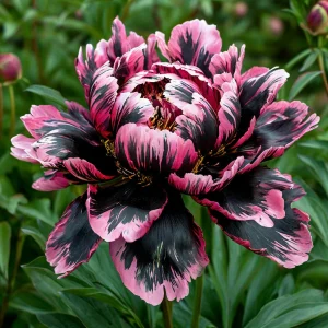 Пион Дроп Руби купить по цене от 469р. в интернет-магазине «Посадика» с доставкой почтой в в Мамадыше и по всей России – [изображение №1].