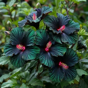 Гибискус Пикок Плюм купить по цене от 490р. в интернет-магазине «Посадика» с доставкой почтой в в Мамадыше и по всей России – [изображение №1].