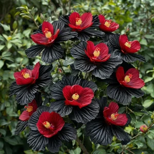 Гибискус Ройял Афеа купить по цене от 460р. в интернет-магазине «Посадика» с доставкой почтой в в Мамадыше и по всей России – [изображение №1].