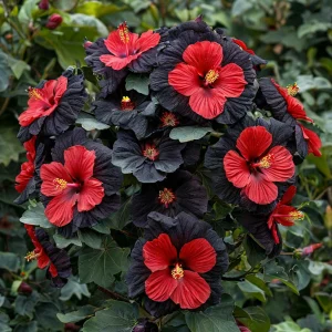 Гибискус Шиммеринг купить по цене от 720р. в интернет-магазине «Посадика» с доставкой почтой в в Мамадыше и по всей России – [изображение №1].