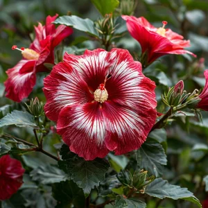 Гибискус Пурпл Мистик купить по цене от 360р. в интернет-магазине «Посадика» с доставкой почтой в в Мамадыше и по всей России – [изображение №1].