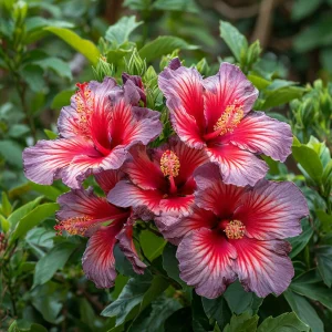 Гибискус Кримсон Флейм купить по цене от 479р. в интернет-магазине «Посадика» с доставкой почтой в в Мамадыше и по всей России – [изображение №1].