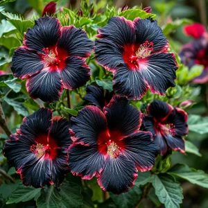 Гибискус садовый Файер Дэнсер купить по цене от 450р. в интернет-магазине «Посадика» с доставкой почтой в в Мамадыше и по всей России – [изображение №1].